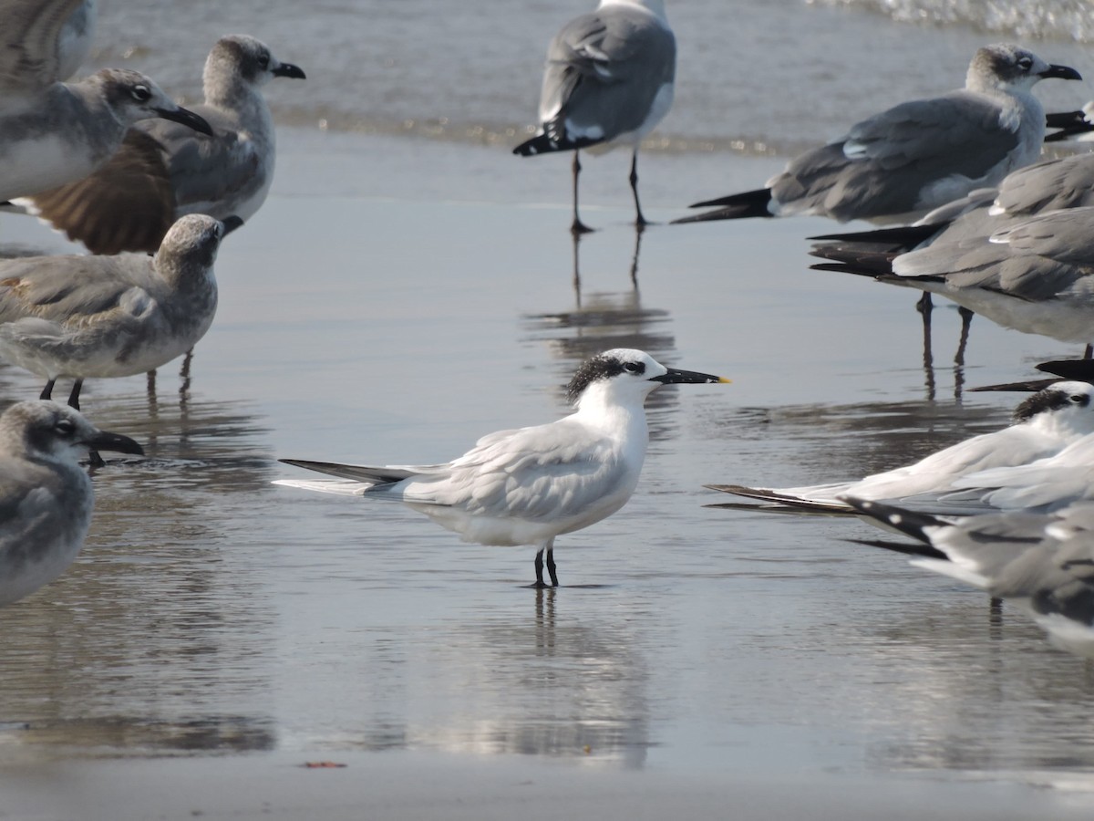 Kara Gagalı Sumru - ML646923636