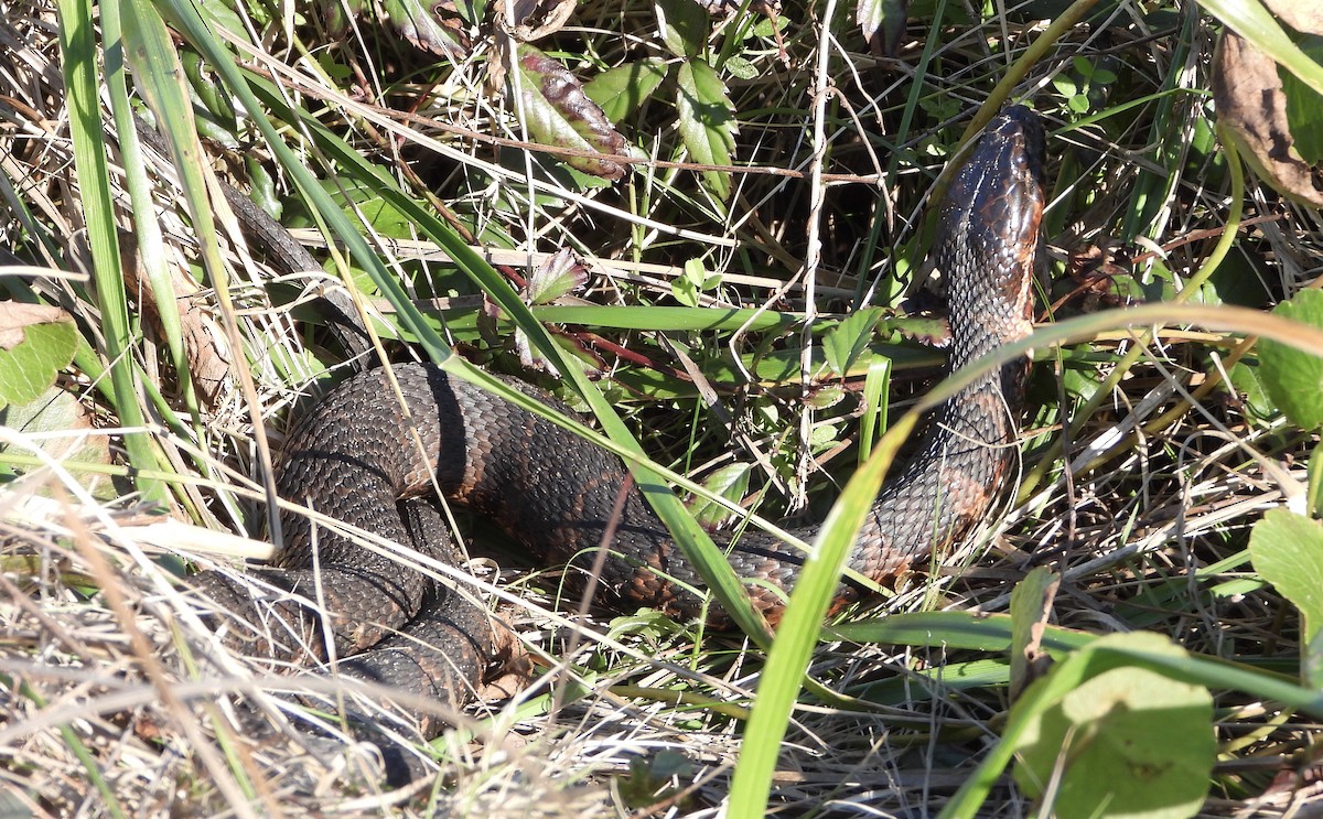 Northern Watersnake - ML646923641