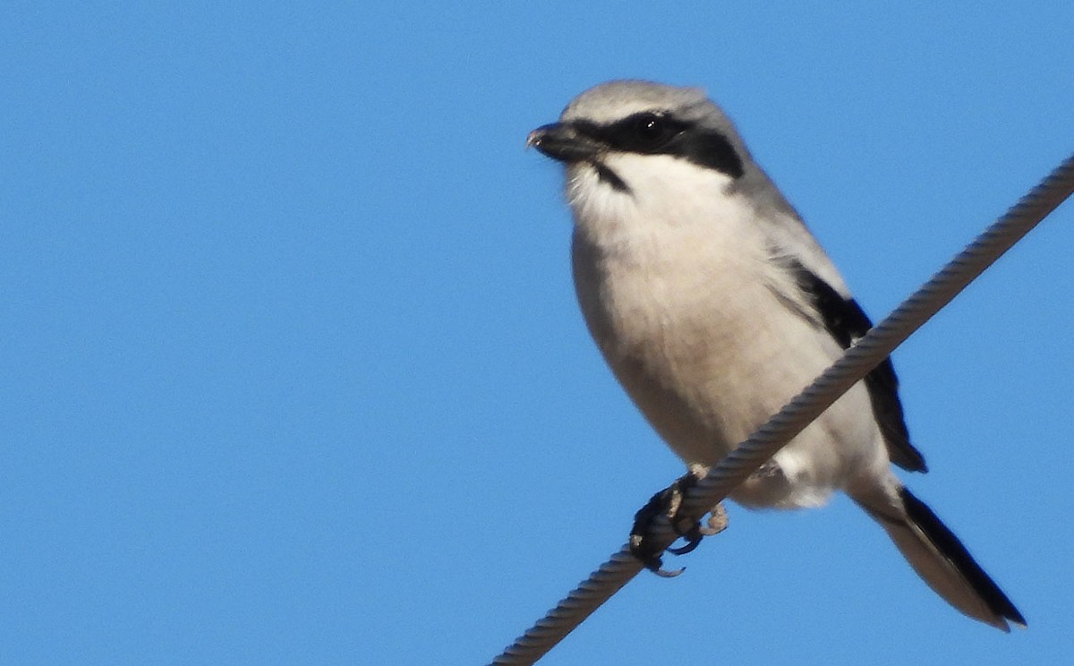 Loggerhead Shrike - ML646923642
