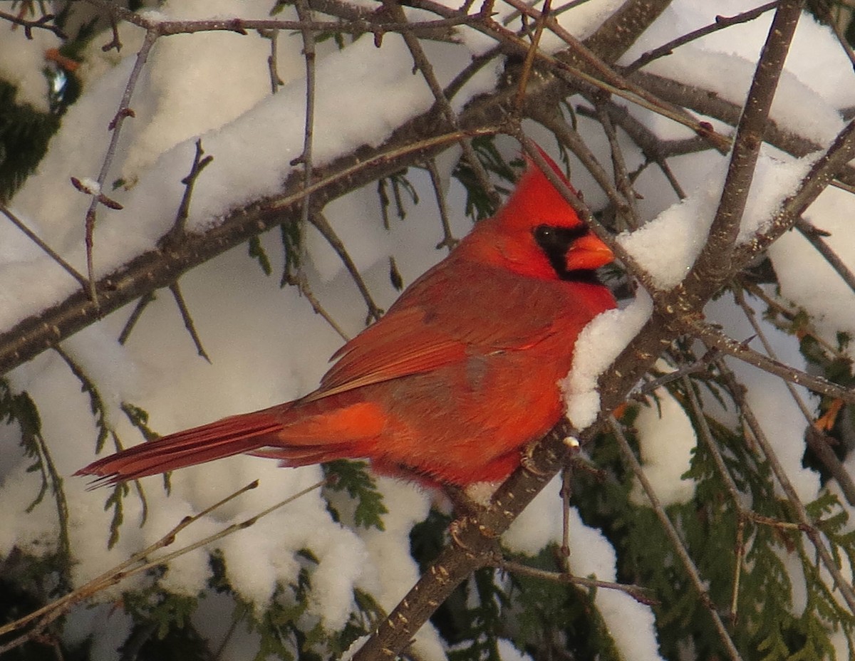 ショウジョウコウカンチョウ - ML646923643