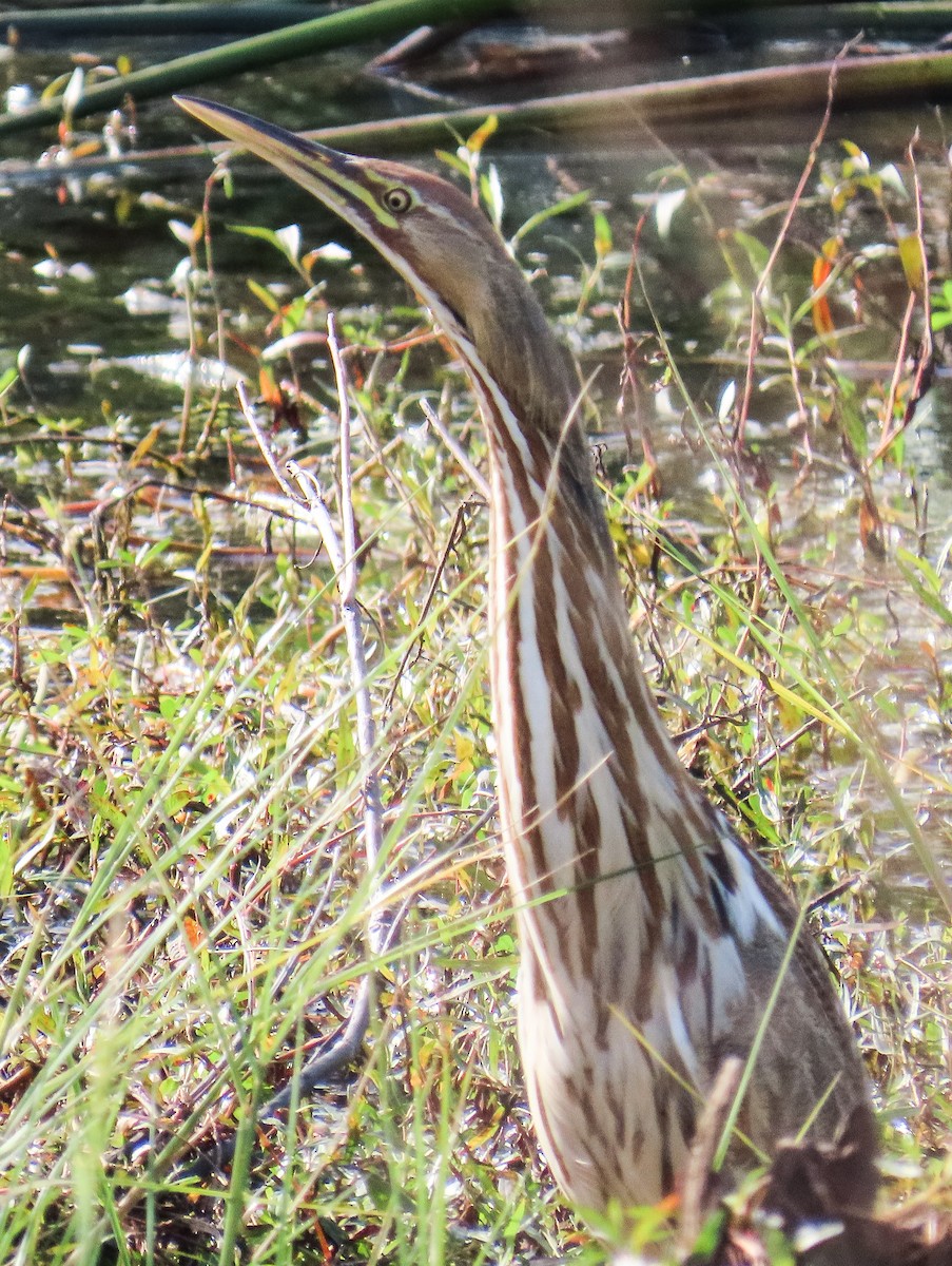 American Bittern - ML646923649