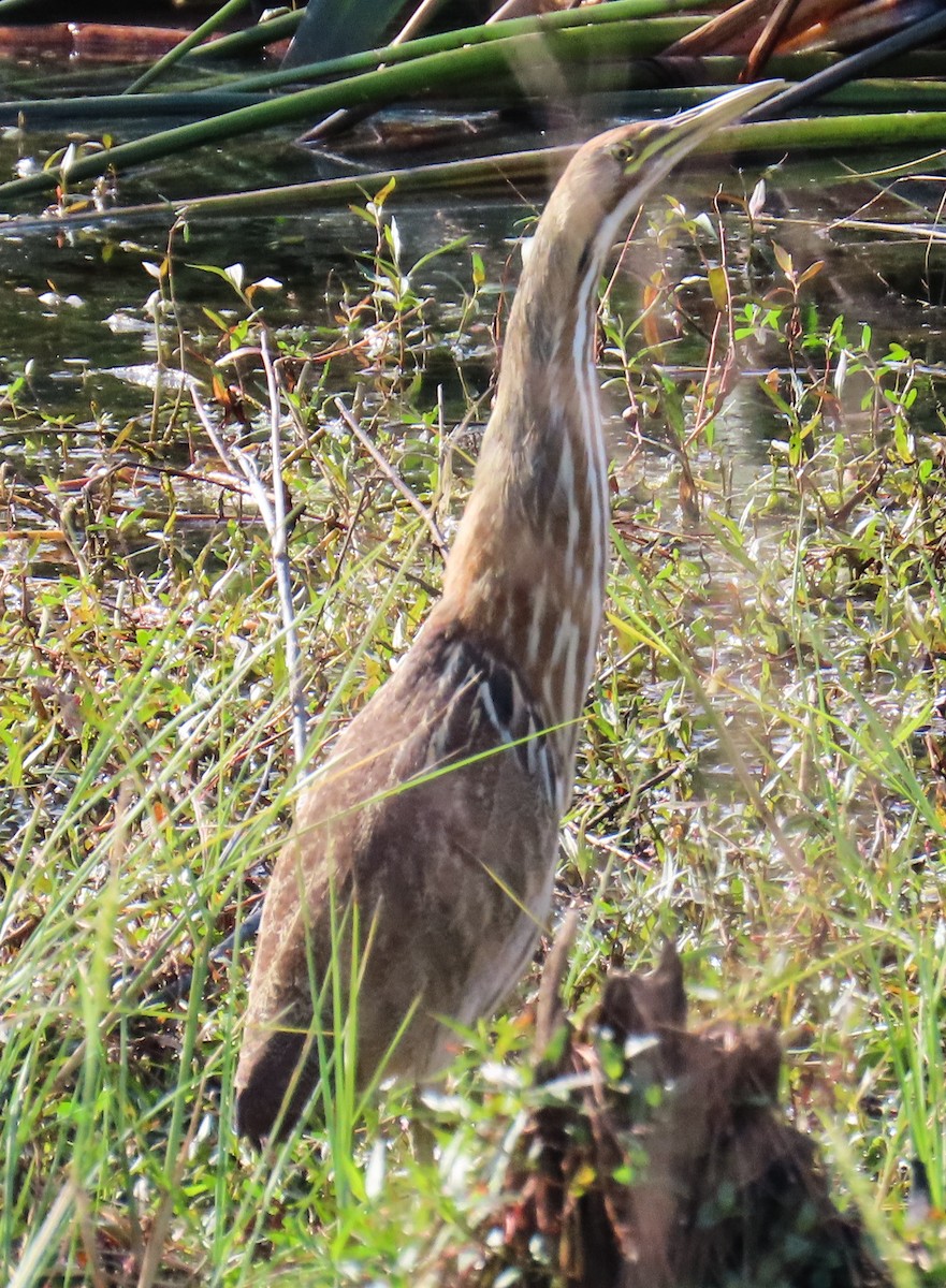 American Bittern - ML646923650