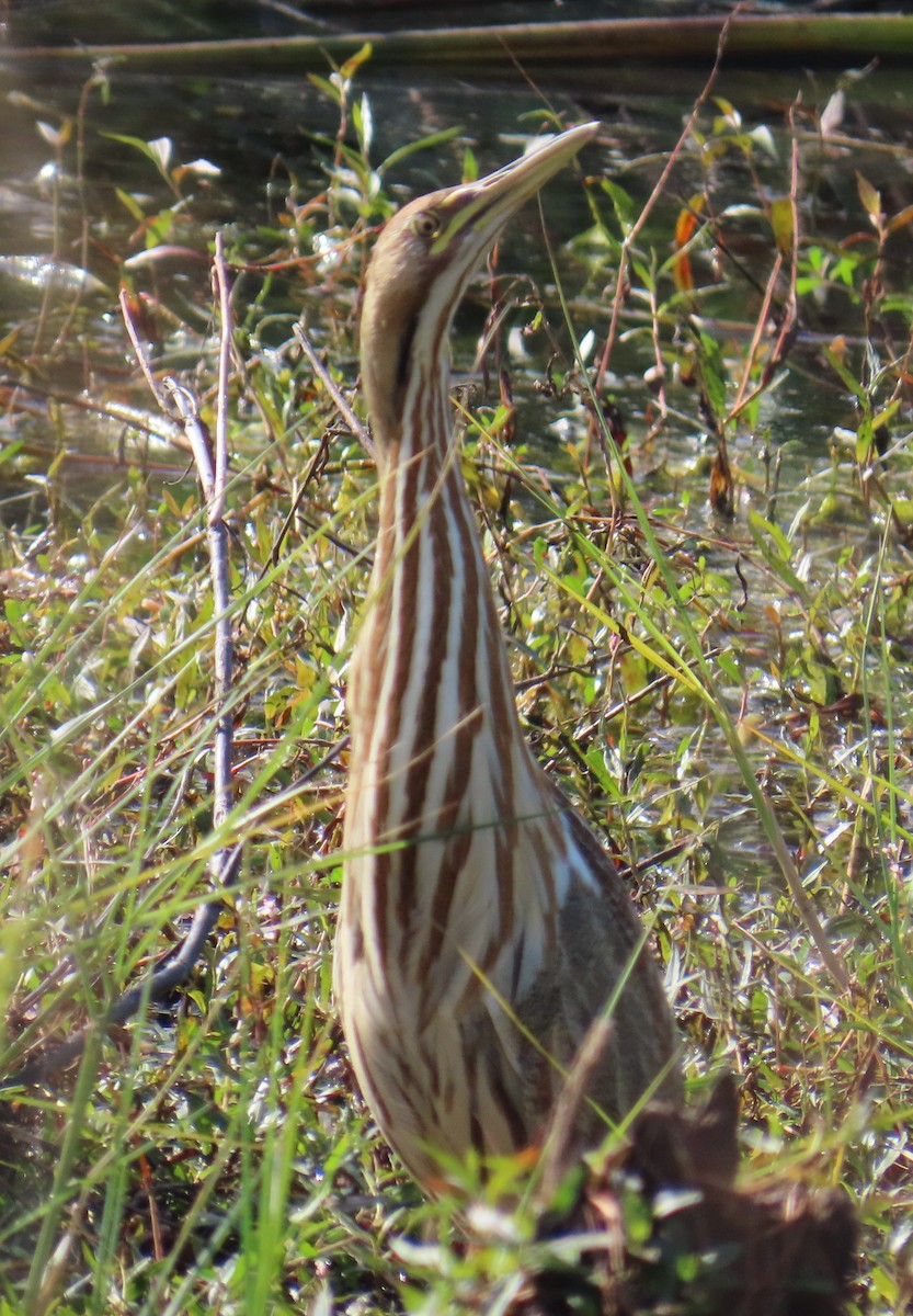 American Bittern - ML646923652