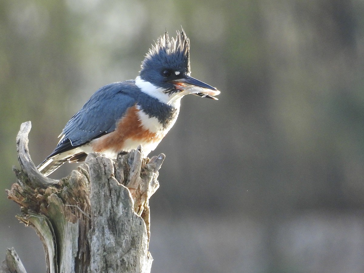 rybařík pruhoprsý - ML646923656