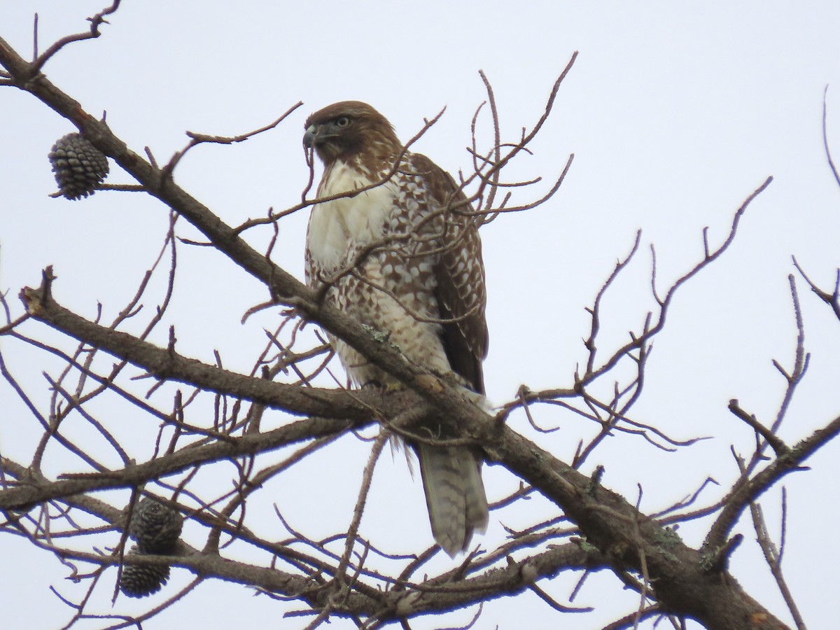 Краснохвостый канюк - ML646923662