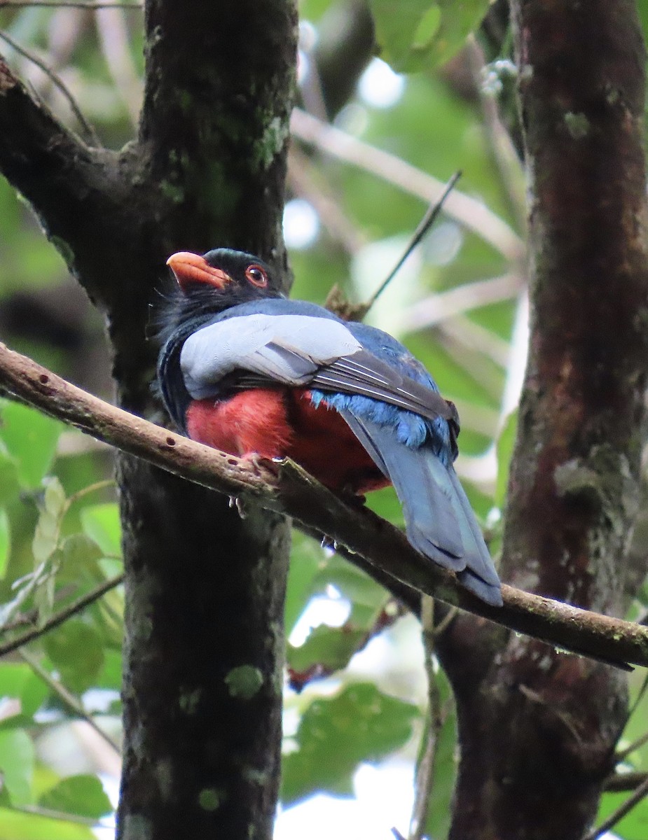 Slaty-tailed Trogon - ML646923663