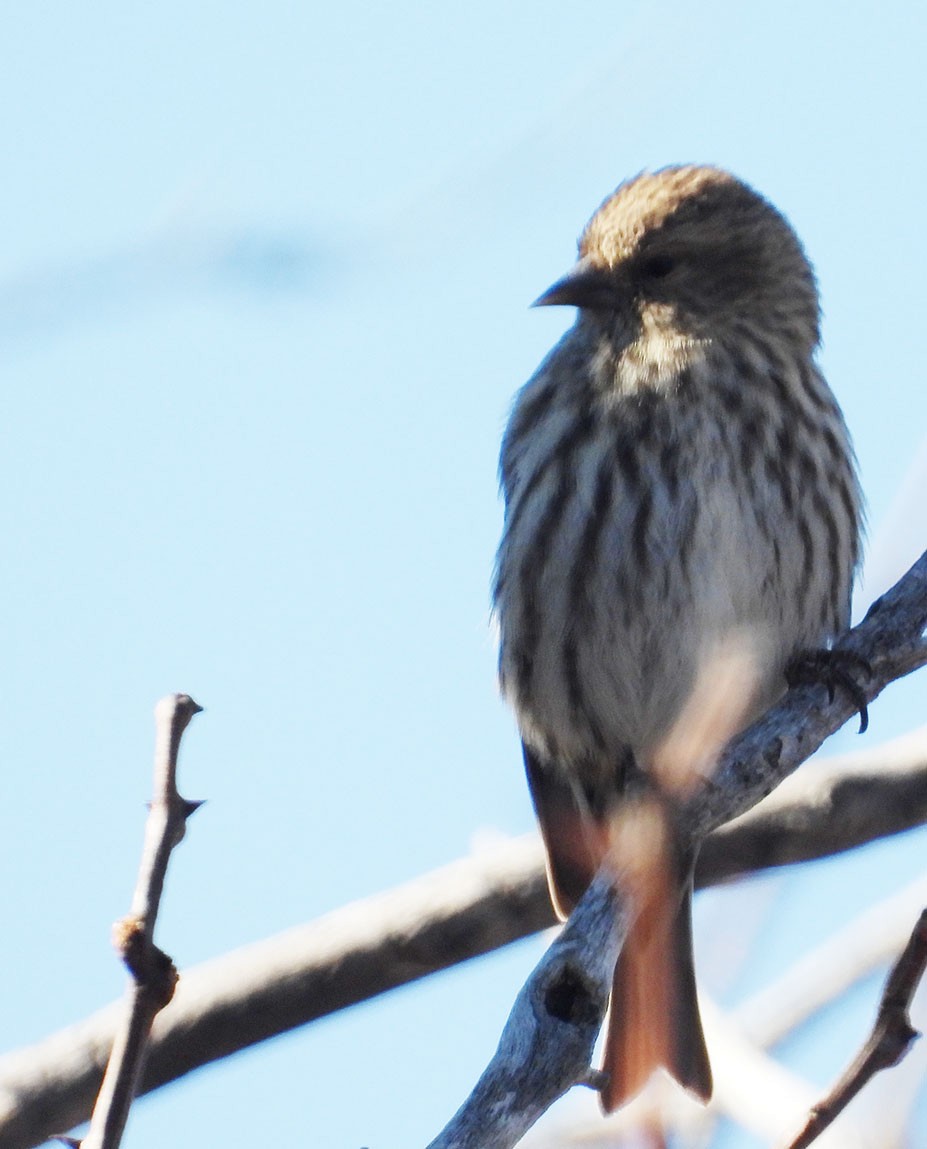 Pine Siskin - ML646923665