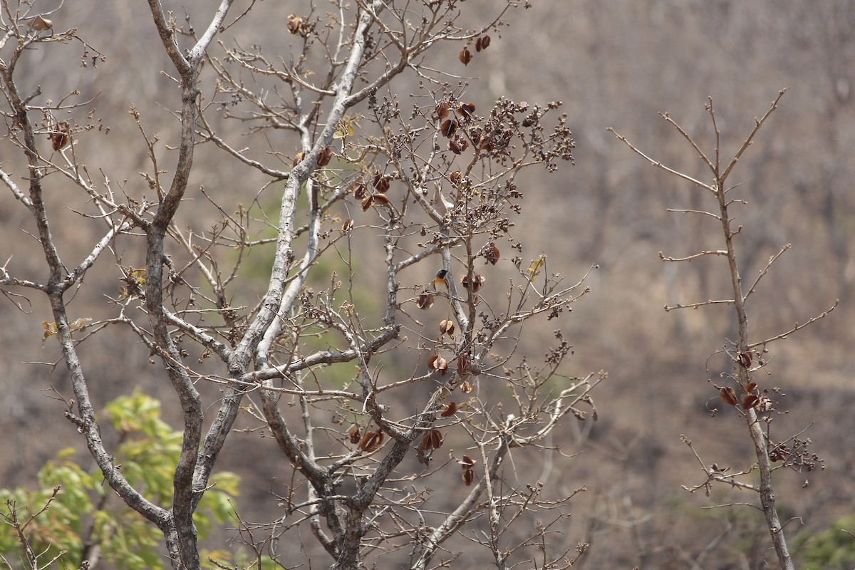 White-bellied Minivet - ML646923666