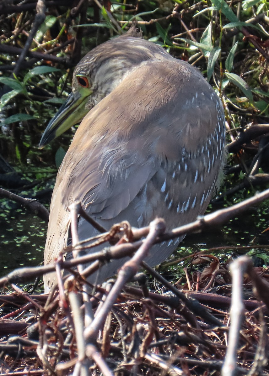 אנפת לילה - ML646923691