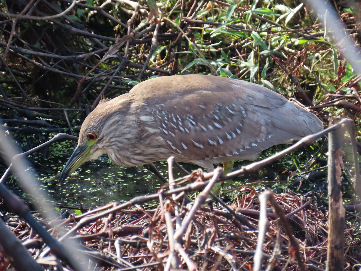 אנפת לילה - ML646923693