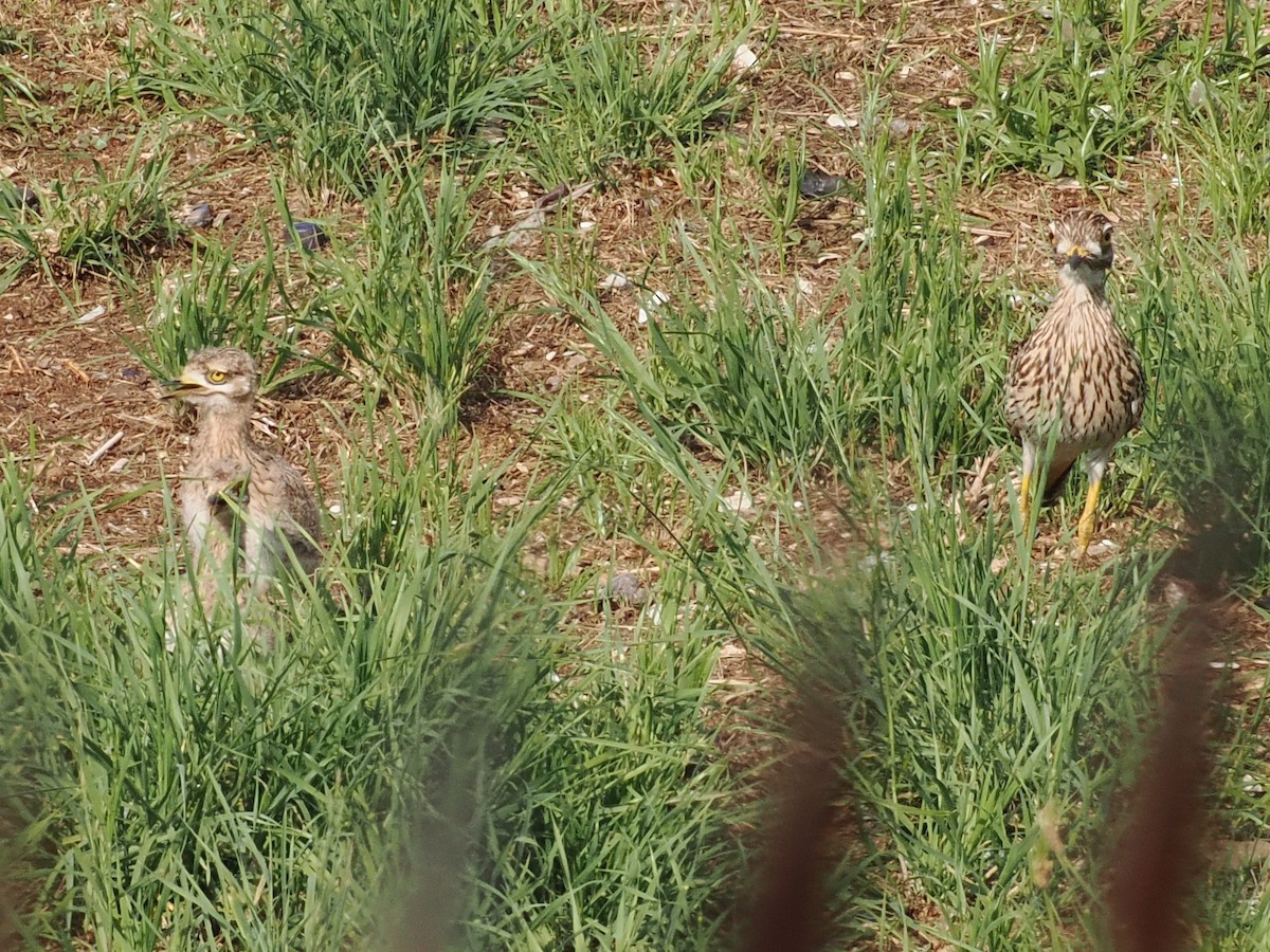 Spotted Thick-knee - ML646923701