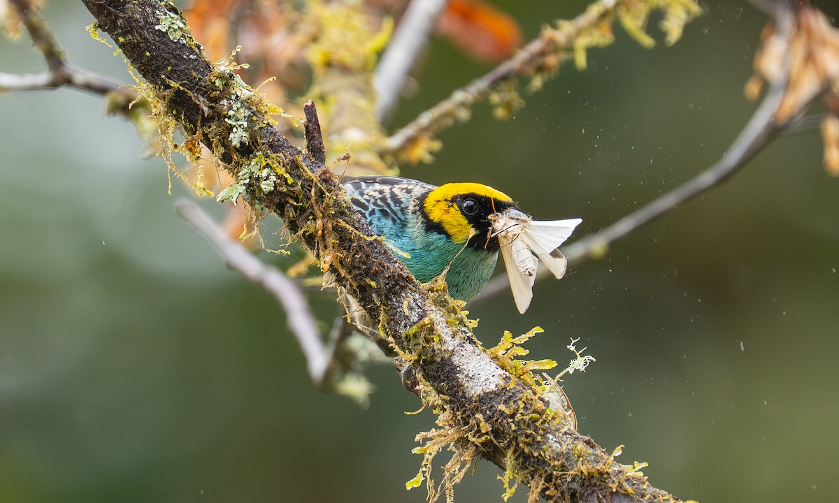 Saffron-crowned Tanager - ML646923702