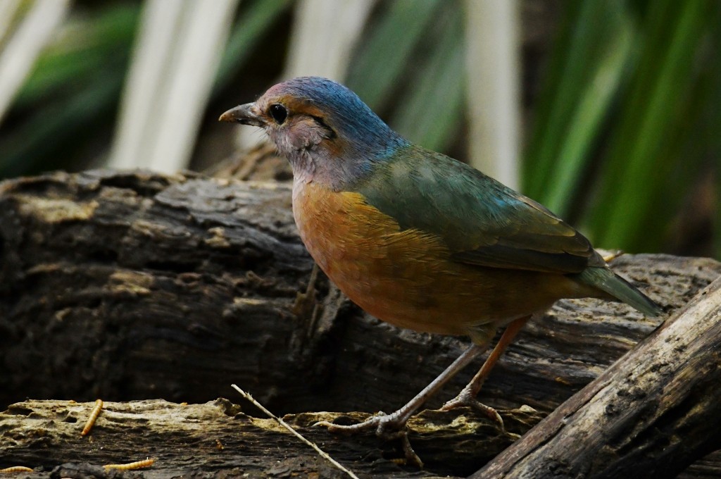 Blaubürzelpitta - ML646923708