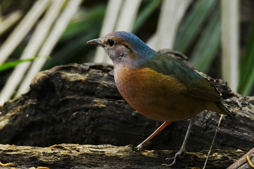 Blaubürzelpitta - ML646923709