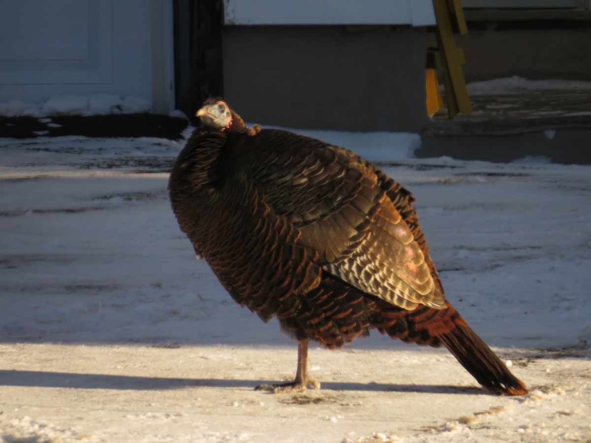 シチメンチョウ - ML646923710