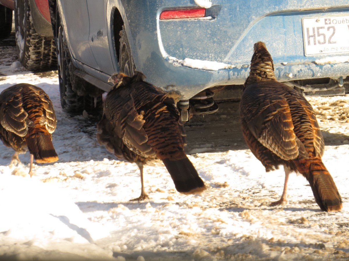 シチメンチョウ - ML646923711