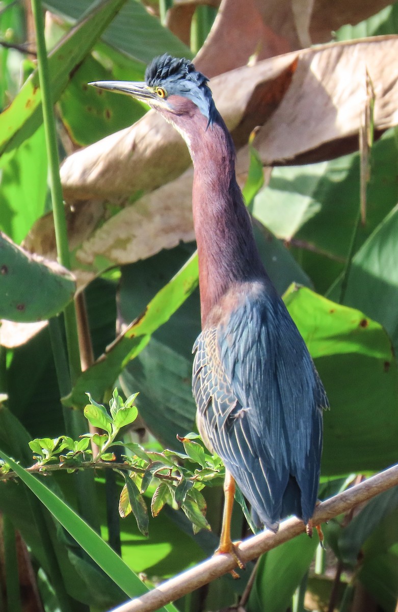 אנפית ירוקה - ML646923713