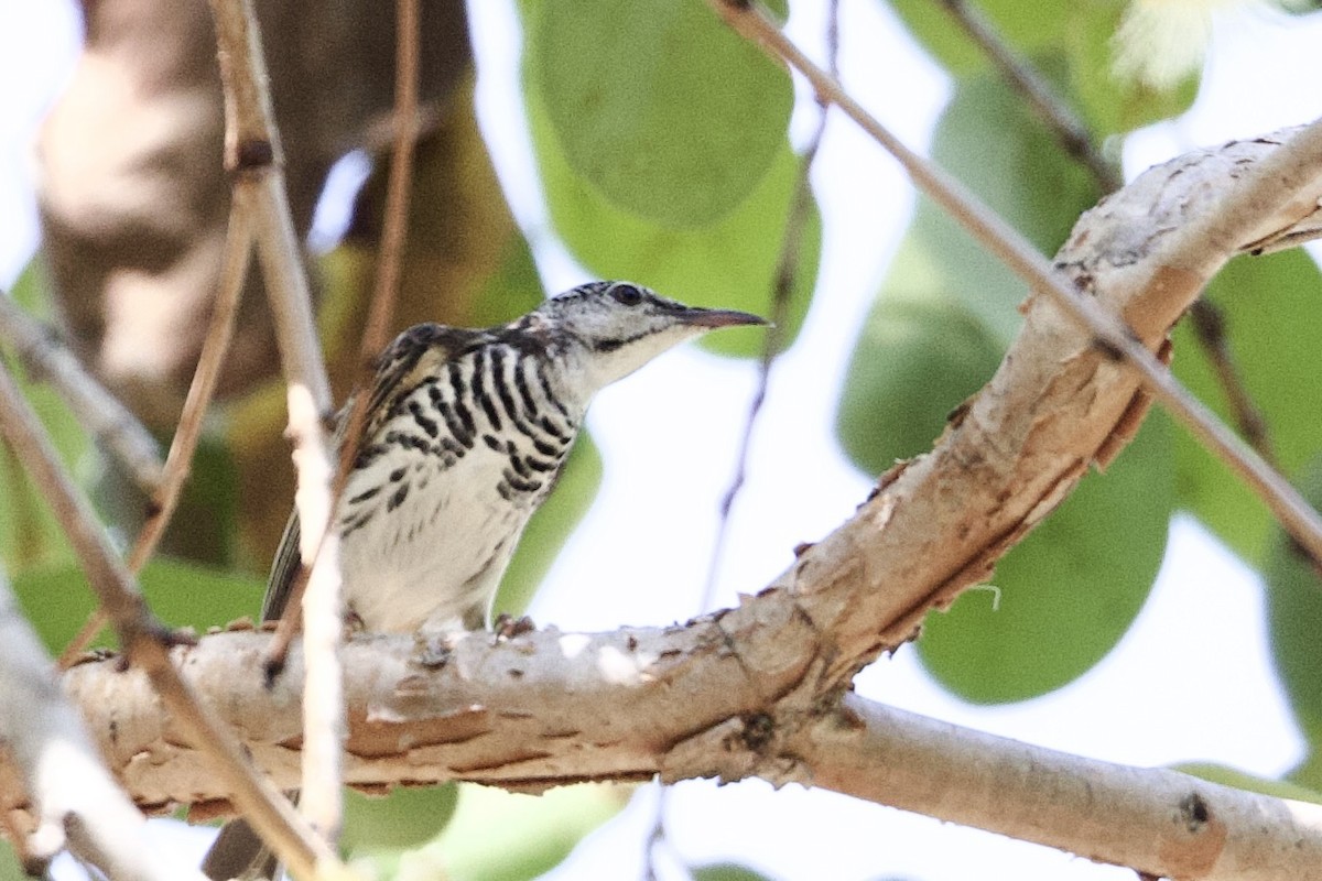 Mielero Pechibarrado - ML646923715