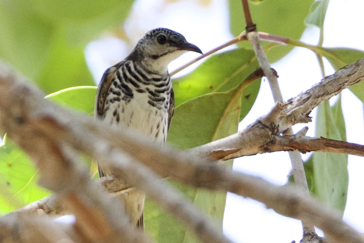 Mielero Pechibarrado - ML646923719