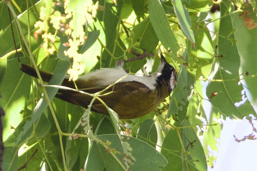 Mielero Goliblanco - ML646923724