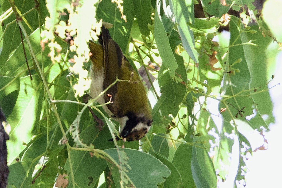 Mielero Goliblanco - ML646923730