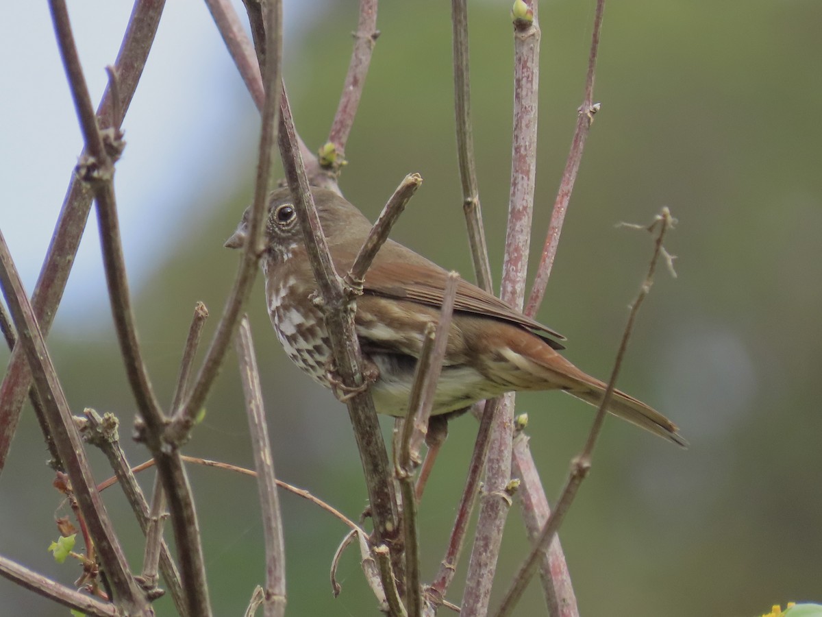 Пестрогрудая овсянка - ML646923732