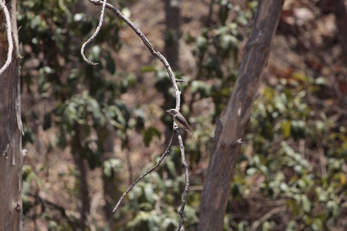Common Woodshrike - ML646923733