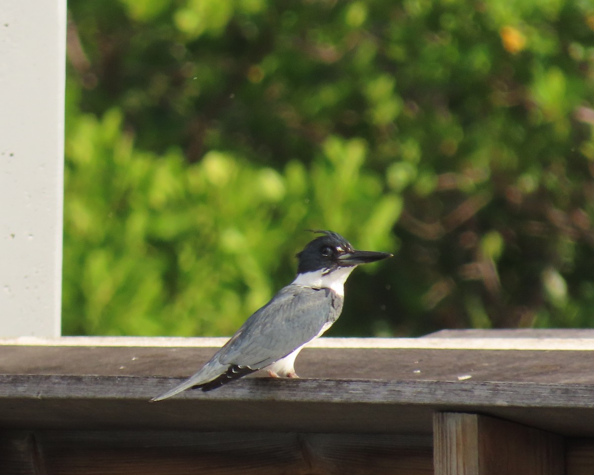 rybařík pruhoprsý - ML646923735