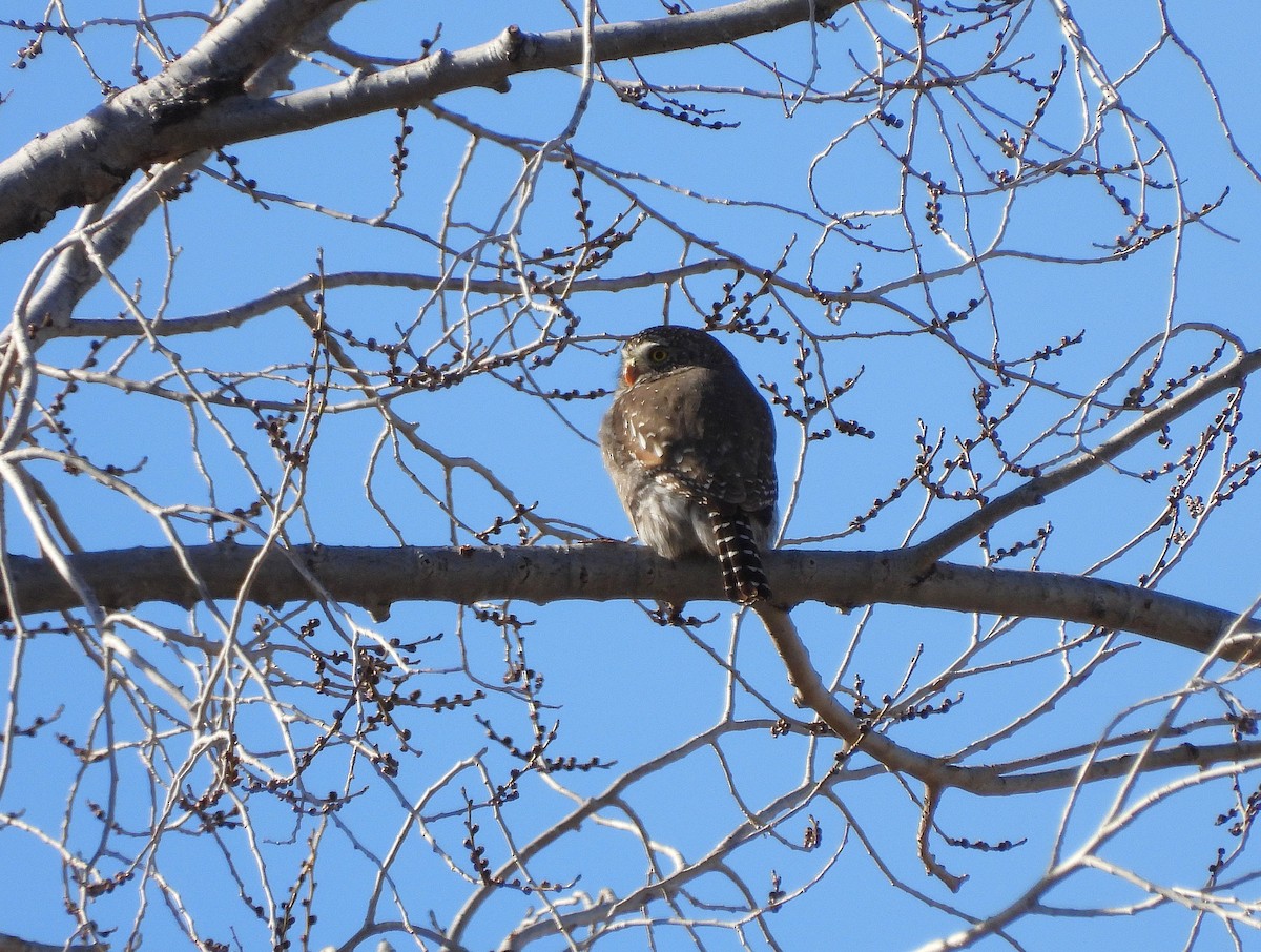 Сичик-горобець гірський - ML646923741