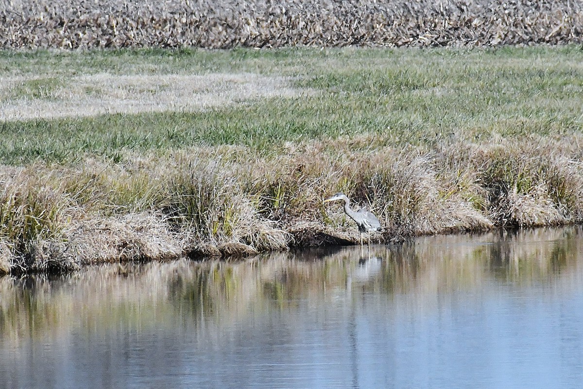 Great Blue Heron - ML646923743