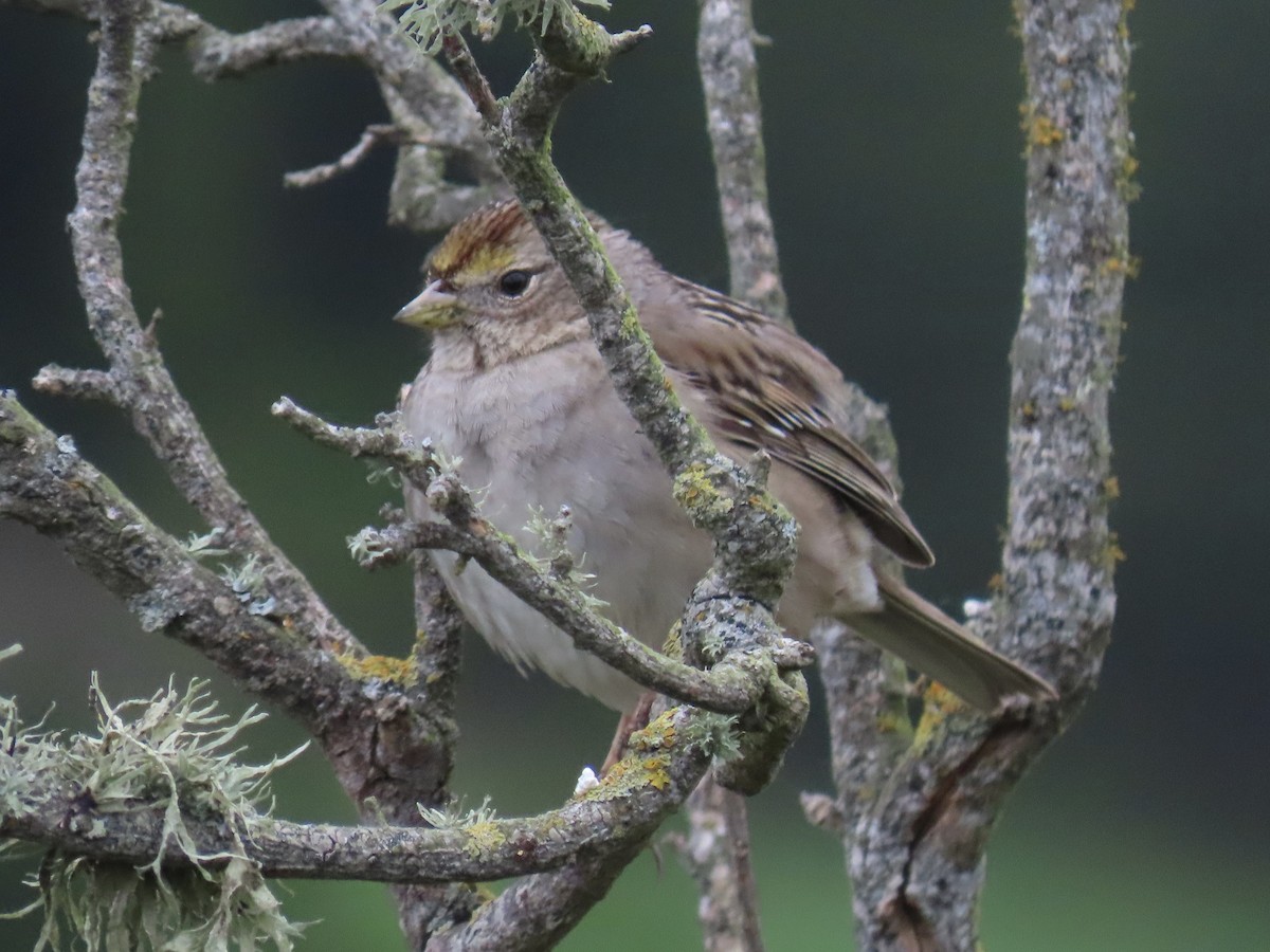 Чернобровая овсянка - ML646923747