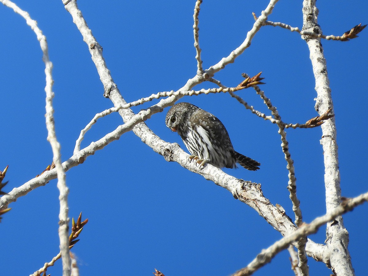 Сичик-горобець гірський - ML646923749