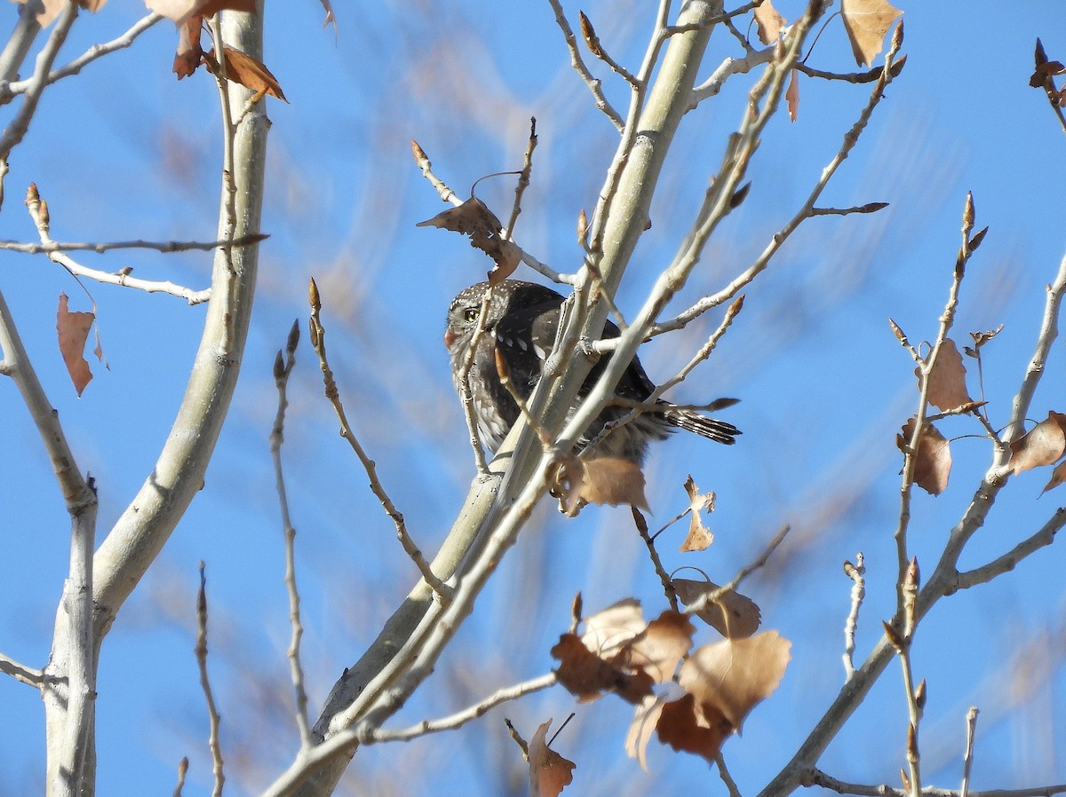 Сичик-горобець гірський - ML646923750