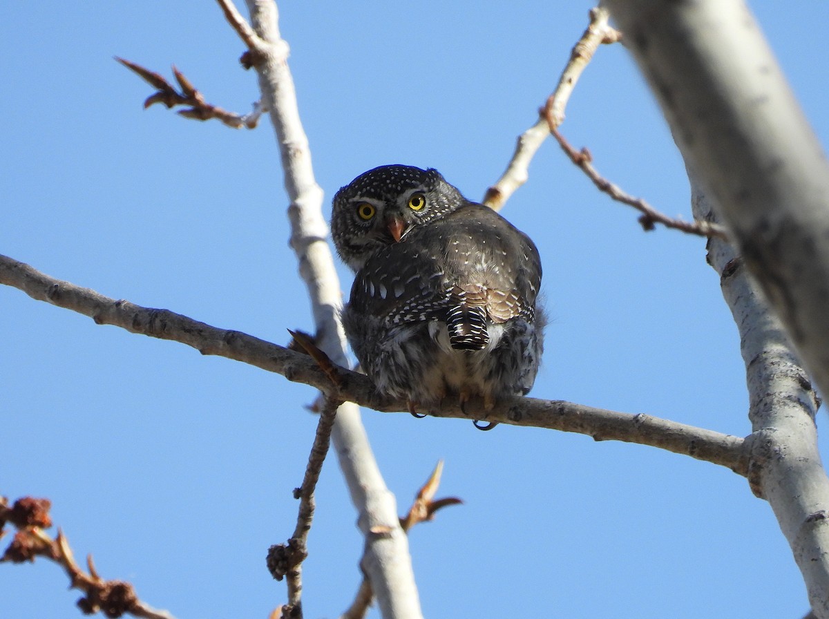 Сичик-горобець гірський - ML646923755