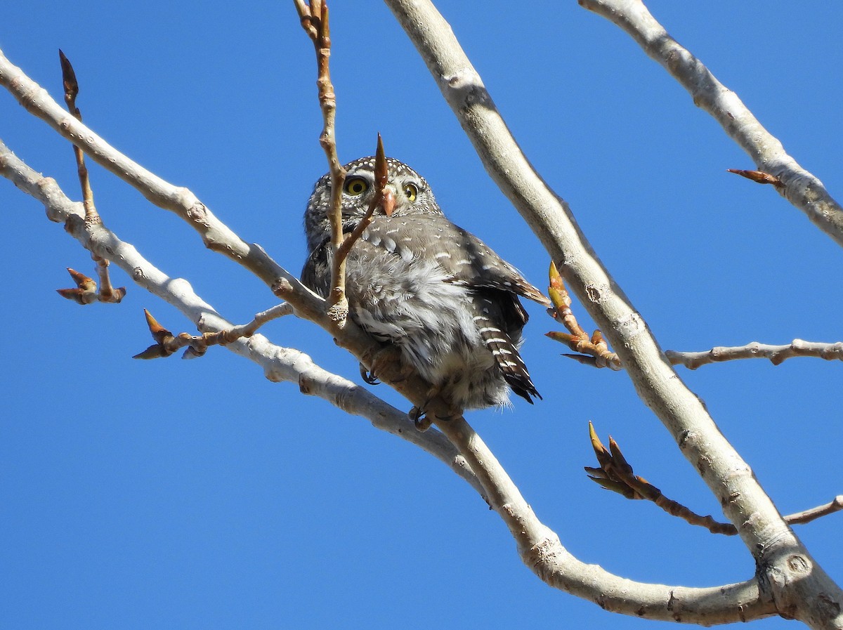 Сичик-горобець гірський - ML646923758