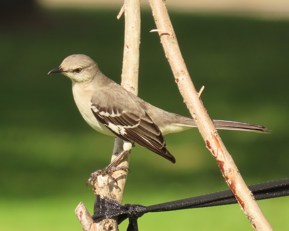 Northern Mockingbird - ML646923761