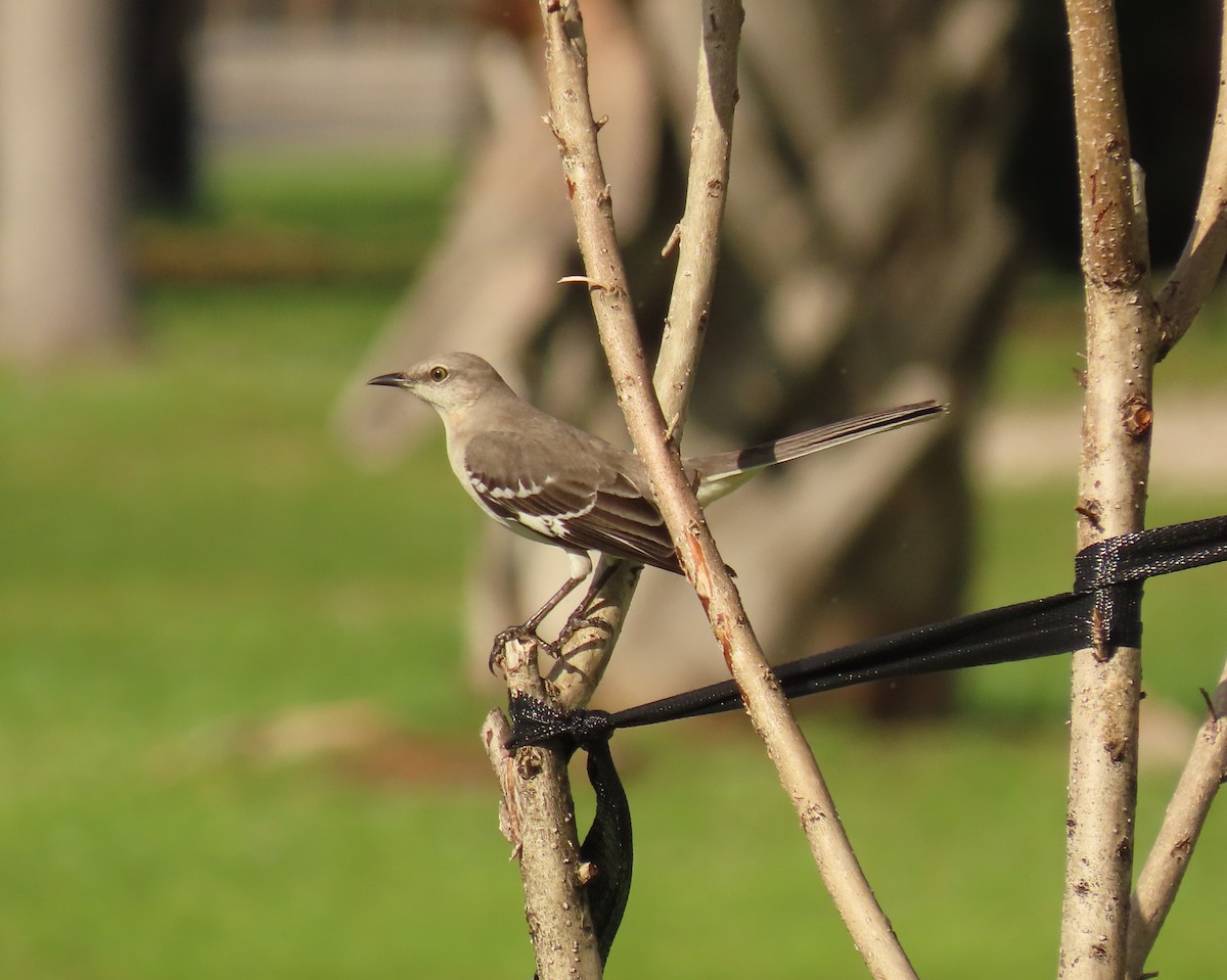 Northern Mockingbird - ML646923762