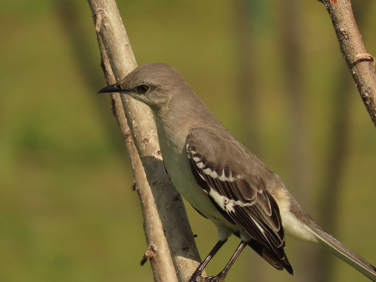 Northern Mockingbird - ML646923763