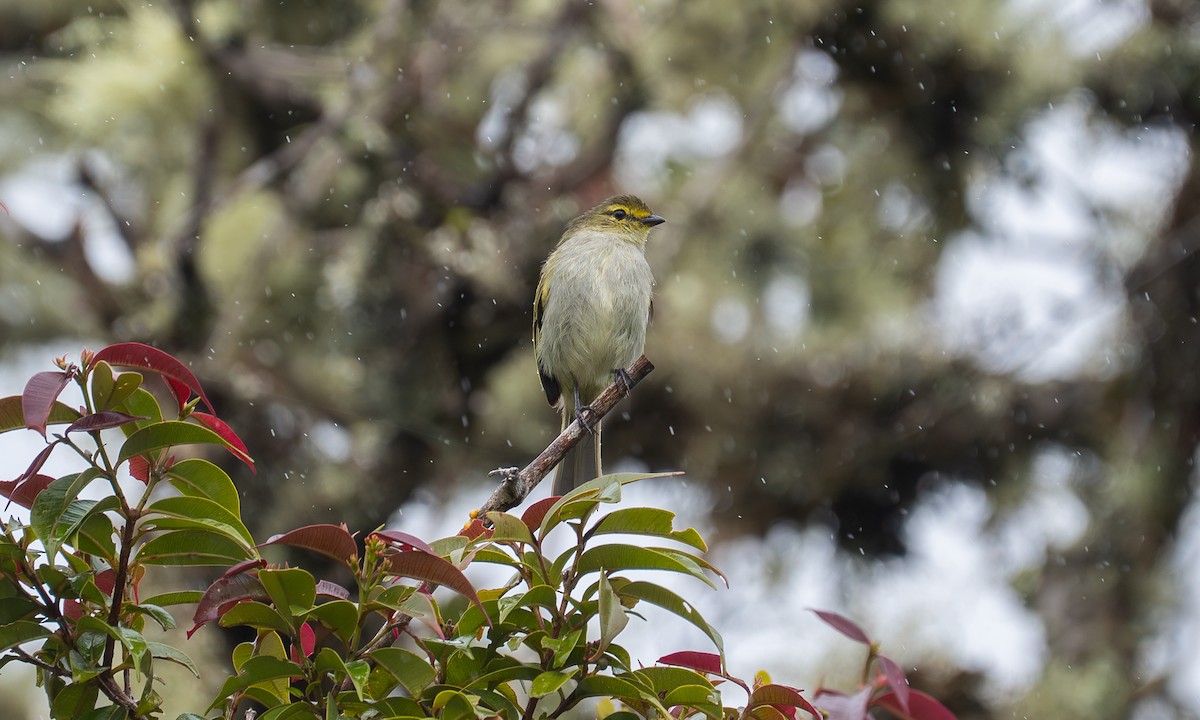 Peruvian Tyrannulet - ML646923764