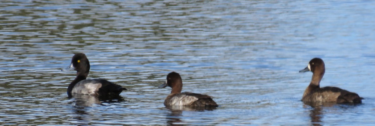 Murgilari txikia - ML646923765