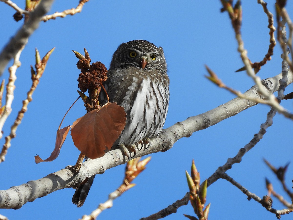 Сичик-горобець гірський - ML646923766