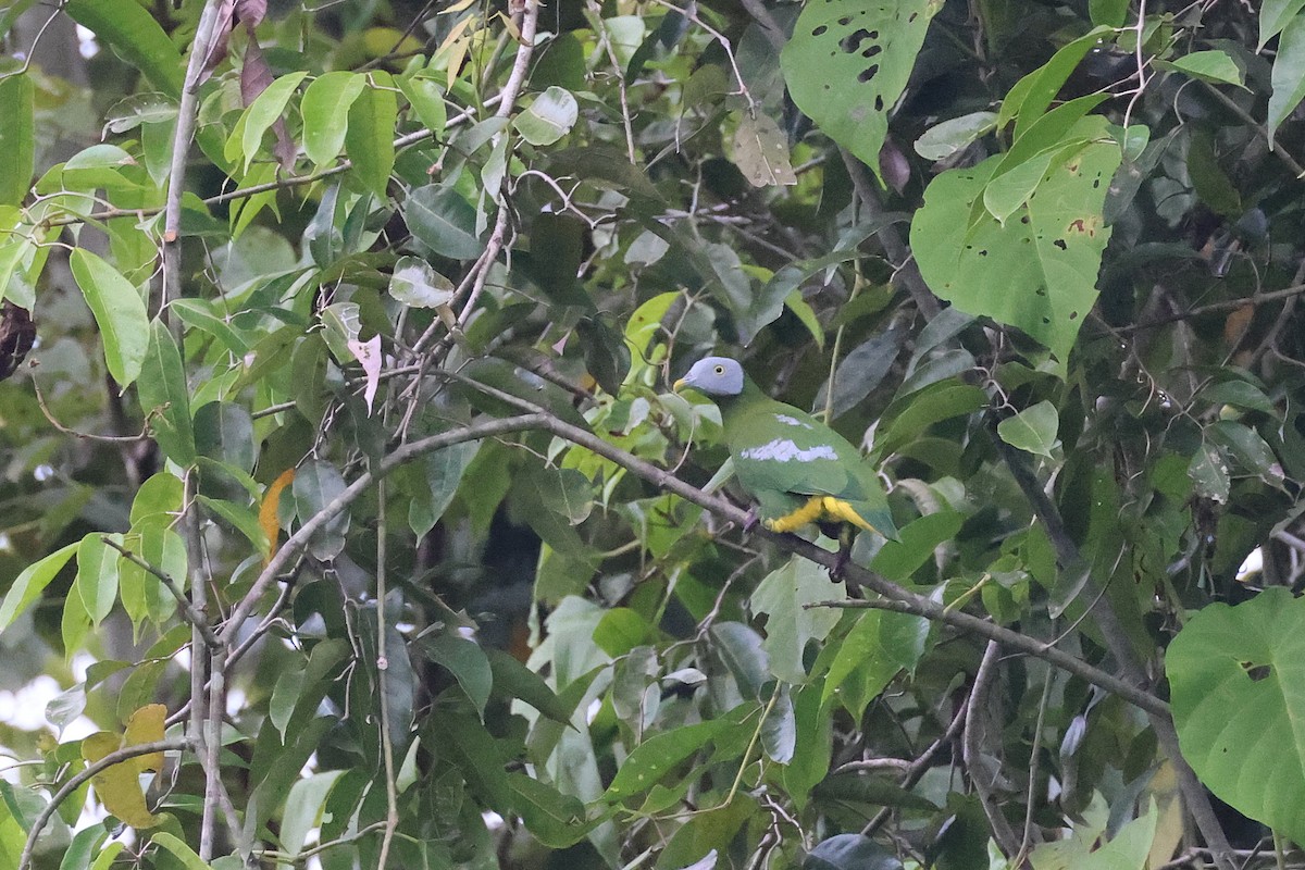 Тілопо сіроголовий - ML646923768