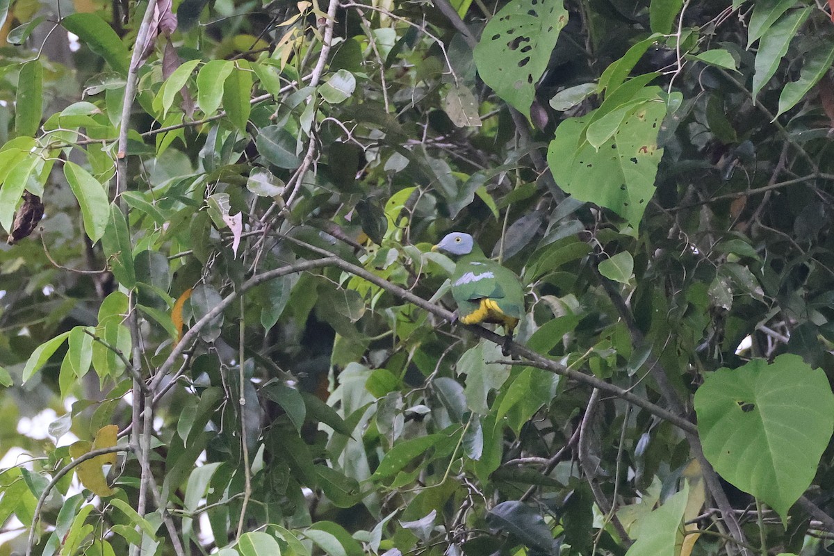 Тілопо сіроголовий - ML646923769