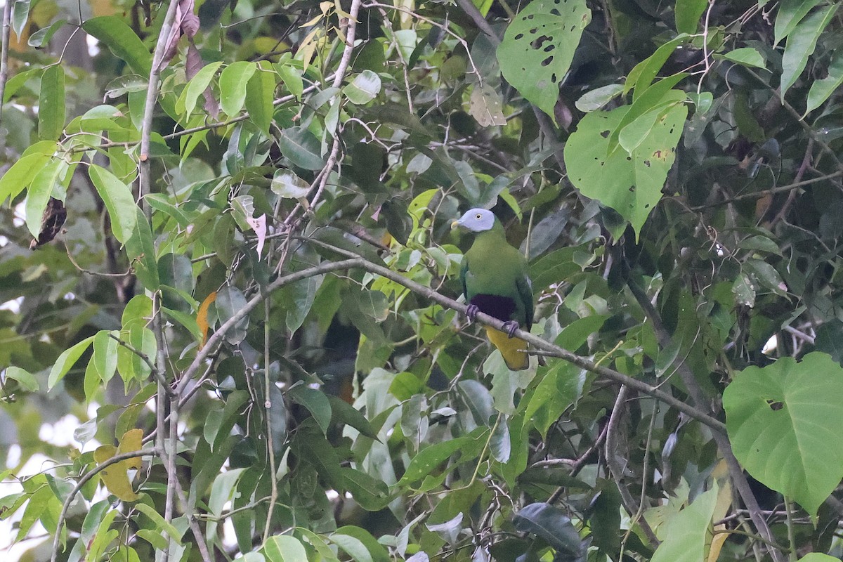 Тілопо сіроголовий - ML646923770