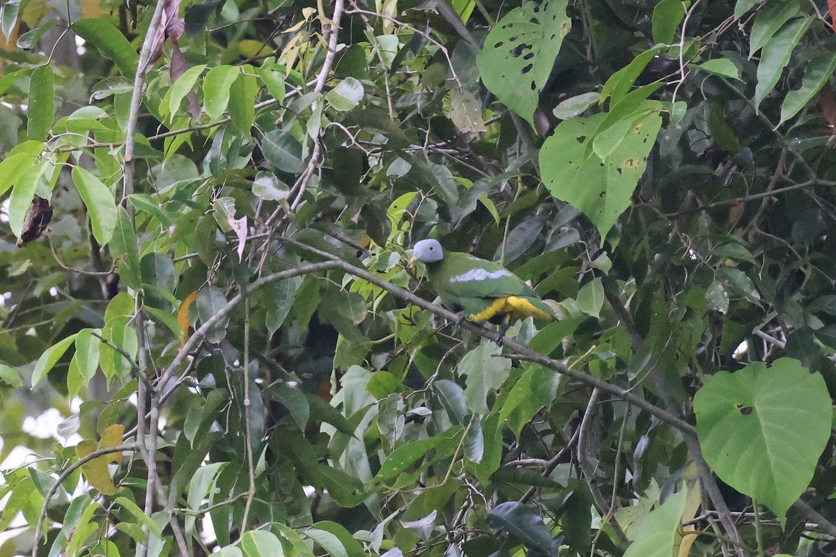 Тілопо сіроголовий - ML646923771