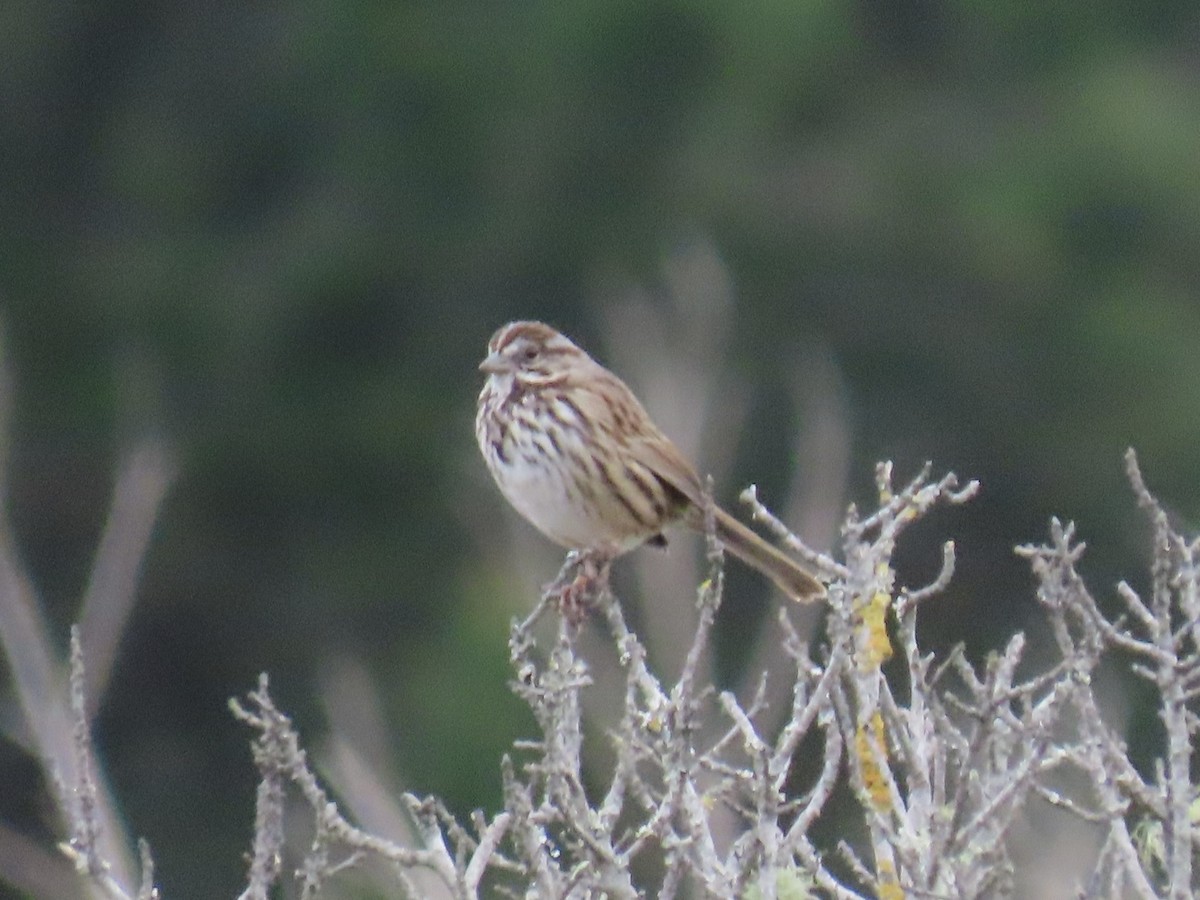 Певчая овсянка - ML646923772