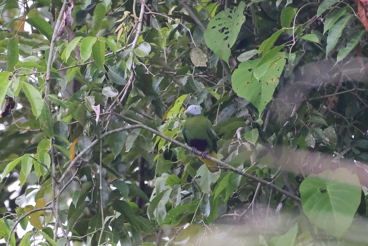 Тілопо сіроголовий - ML646923773