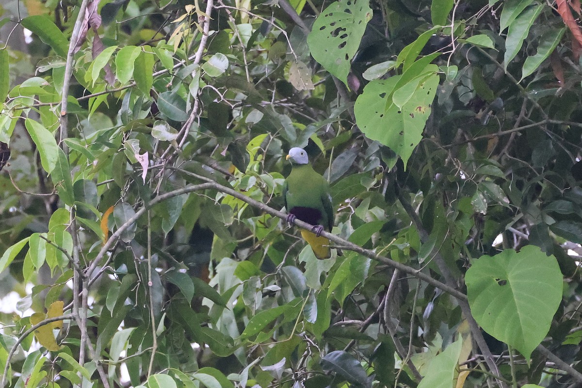 Тілопо сіроголовий - ML646923774