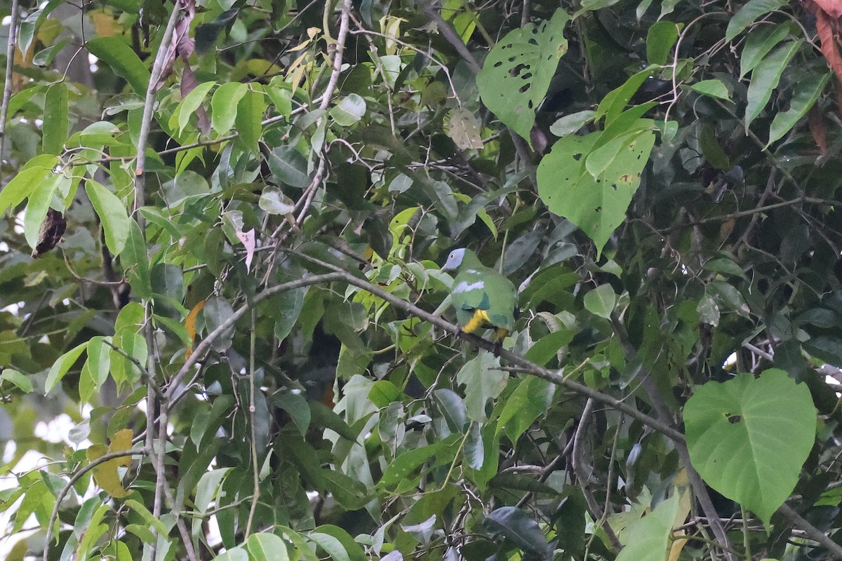 Тілопо сіроголовий - ML646923775