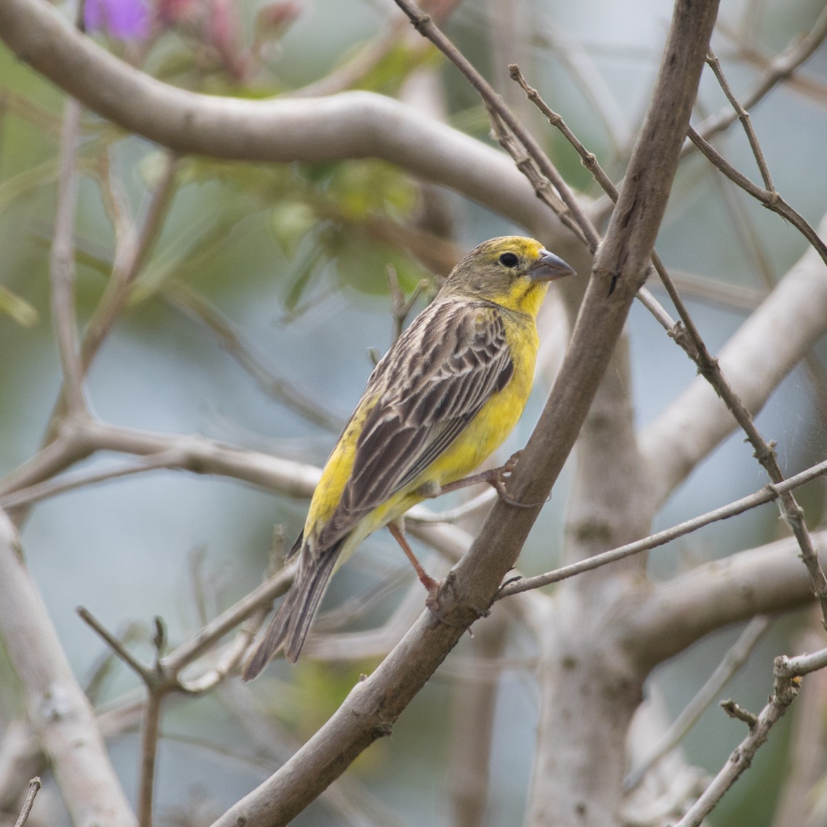 Çayır Kanarya İspinozu - ML646923776